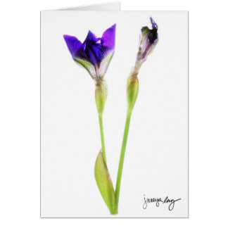 "Iris" by J. Maya Luz