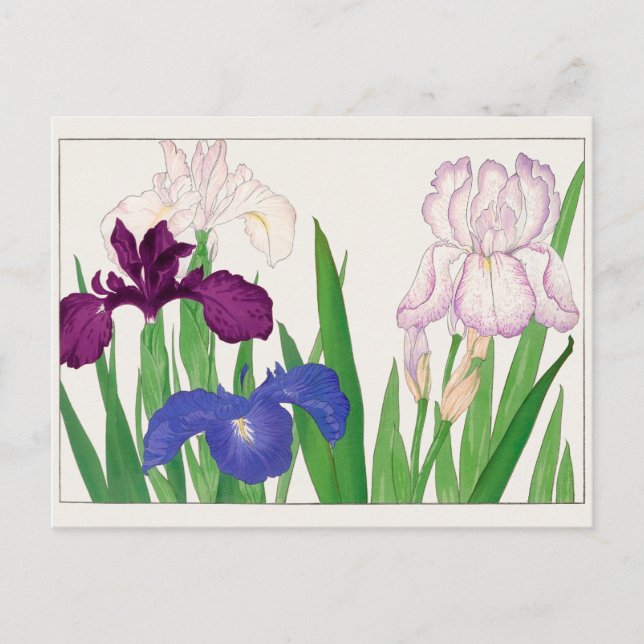 Iris by Tanigami Konan Postcard (Front)