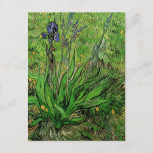Iris by Vincent van Gogh, Vintage Garden Flowers Postcard