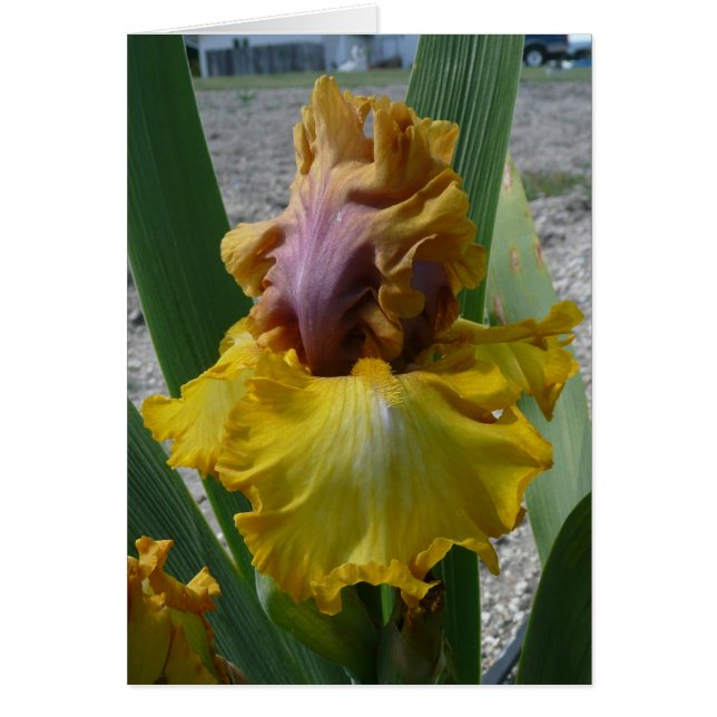 IRIS CARD - NOUVEAU RICHE - Blank Card (Front)