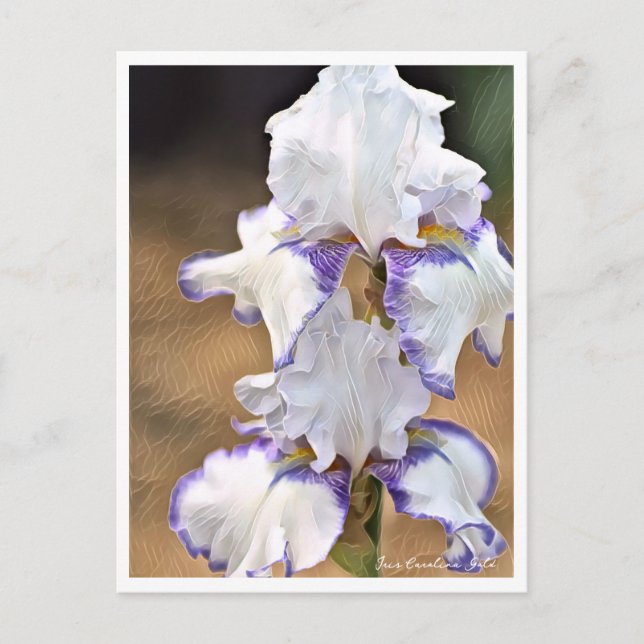 Iris Carolina Gold Postcard (Front)