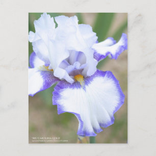 Iris ‘Carolina Gold’:Postcard Postcard