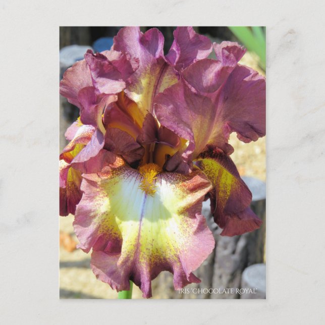 Iris ‘Chocolate Royal’  [Postcard] Postcard (Front)
