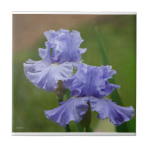 Iris Delight