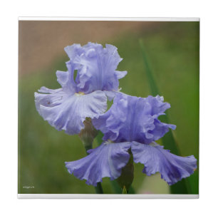 Iris Delight Tile