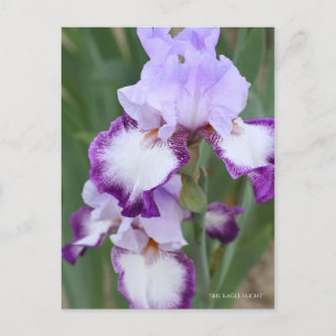 Iris ‘Eagle Flight’ [Postcard] ポストカード Postcard