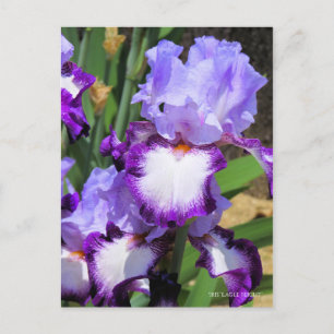 Iris ‘Eagle Flight’ [Postcard] ポストカード Postcard