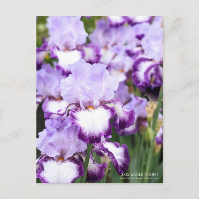 Iris ‘Eagle Flight’ [Postcard] Postcard (Front)