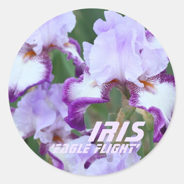 Iris‘Eagle Flight’ [Round Seal] ラウンドシール Classic Round Sticker (Front)