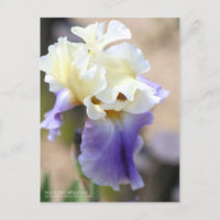 Iris ‘Edith Wolford’ [Postcard]