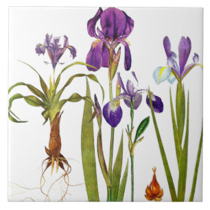 Iris Floral Garden Botanical Flower Tile