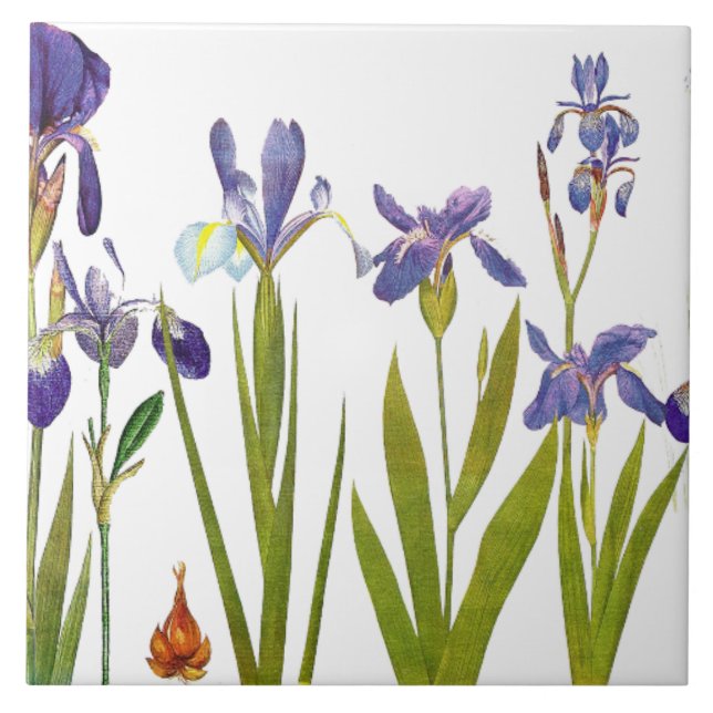 Iris Floral Garden Botanical Flower Tile (Front)