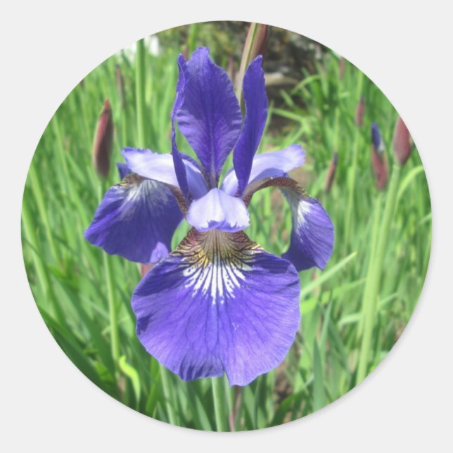 Iris Flower Blue Flag Classic Round Sticker (Front)