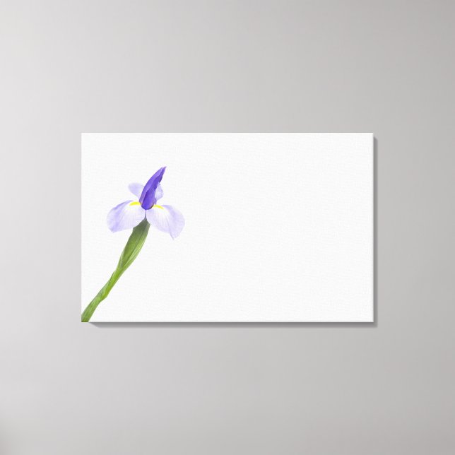 Iris flower. canvas print (Front)
