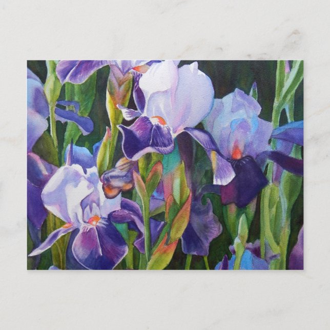 Iris Flower Garden Postcard (Front)