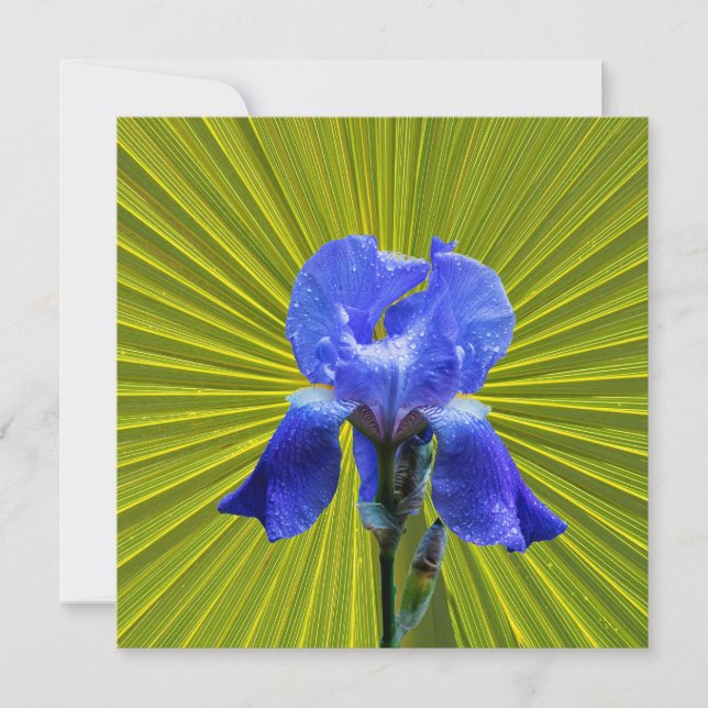 Iris flower holiday card (Front)