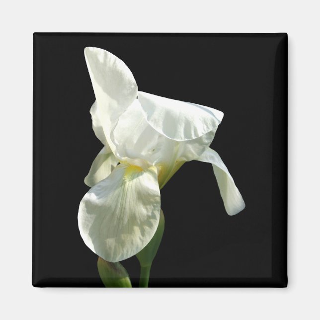 Iris Flower Magnet (Front)