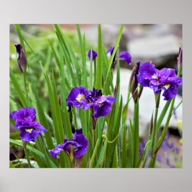 Iris Flower Photo Poster (Front)