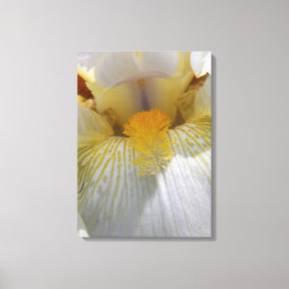 Iris Flower Photograph Canvas Print