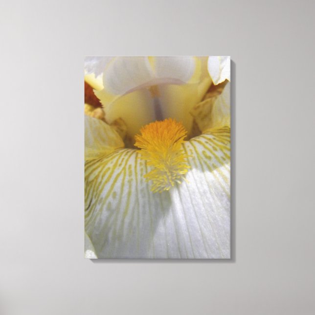Iris Flower Photograph Canvas Print (Front)