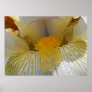 Iris Flower Photograph Poster