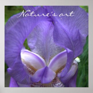 Iris Flower Photograph Poster