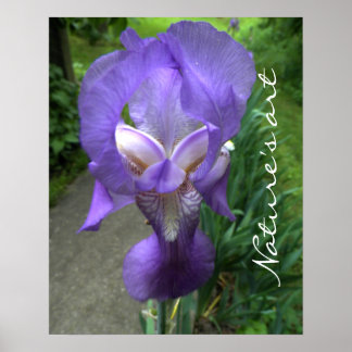 Iris Flower Photograph Poster