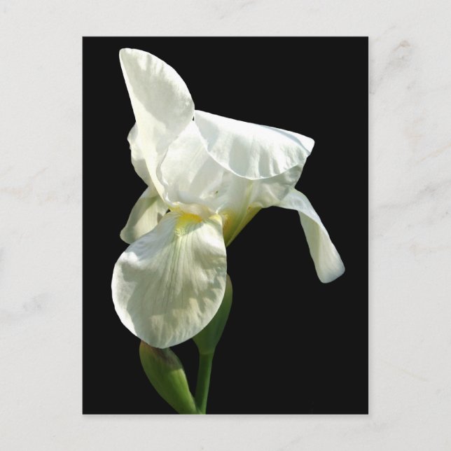 iris Flower Postcard (Front)