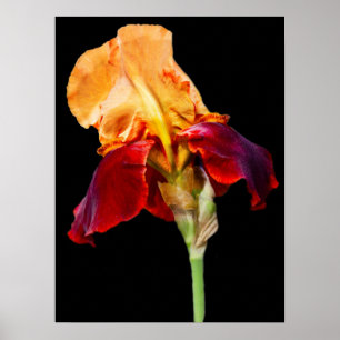 Iris Flower Poster