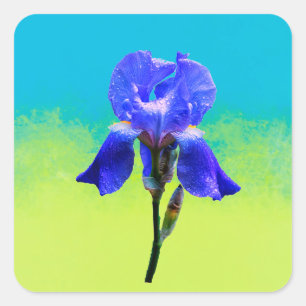 Iris flower  square sticker