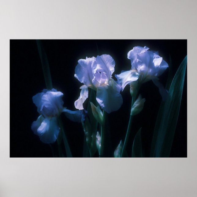 Iris Flowers at Twilight Poster (Front)