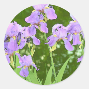 Iris flowers classic round sticker