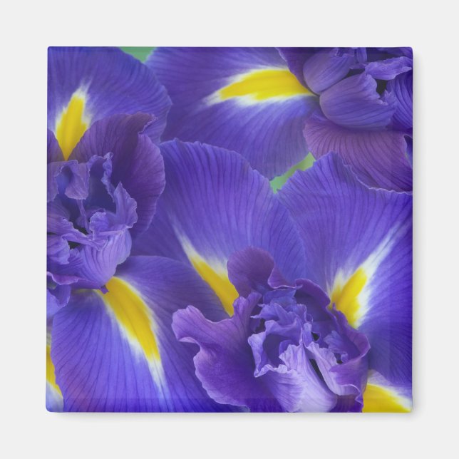 Iris flowers magnet (Front)