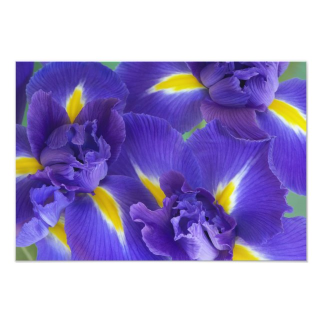 Iris flowers photo print (Front)