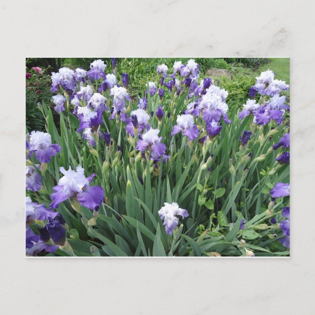 Iris flowers postcard (Front)