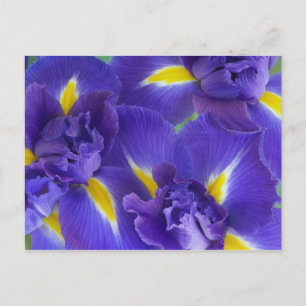 Iris flowers postcard