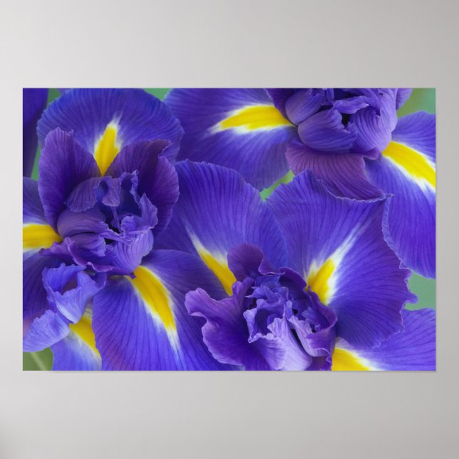 Iris flowers poster (Front)