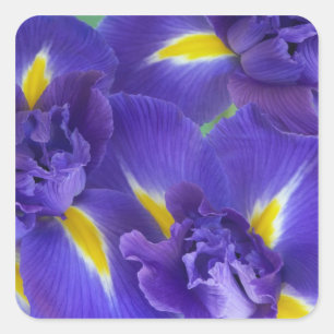 Iris flowers square sticker