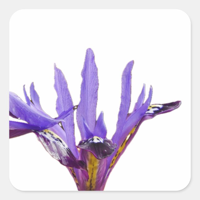 Iris Flowers Sticker (Front)