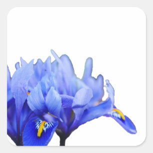 Iris Flowers Sticker