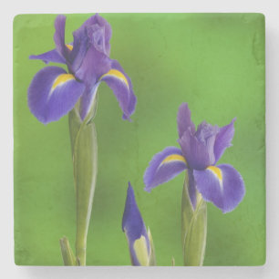 Iris Flowers Stone Coaster