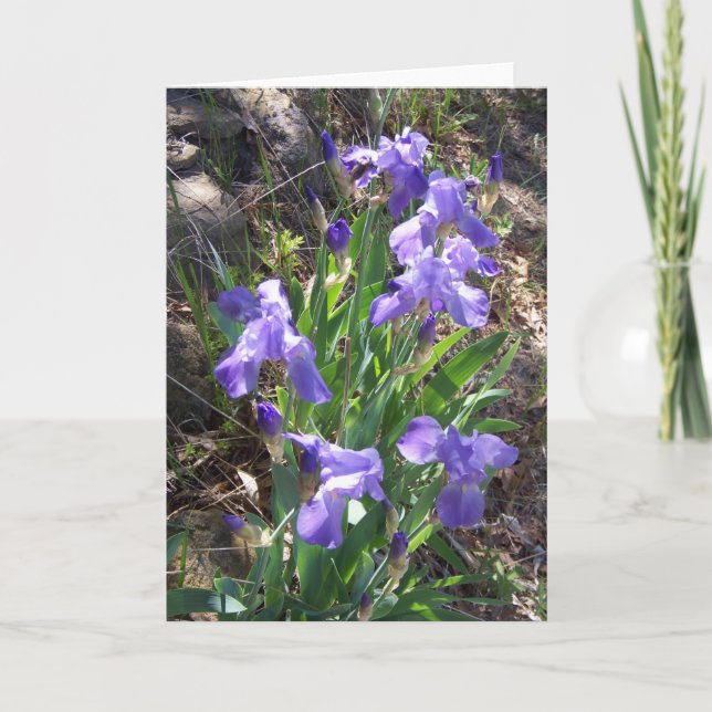 Iris Fower Garden Greeting Card (Front)