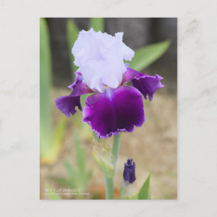 Iris ‘Gay Parasol’  [Postcard] Postcard