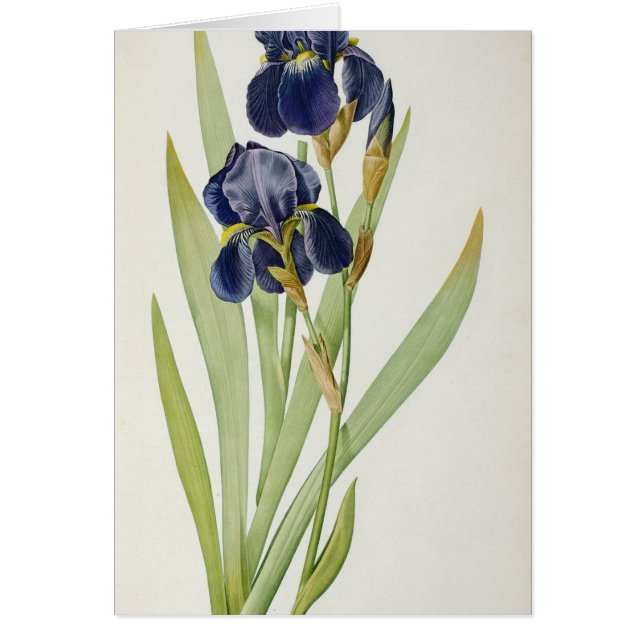 Iris Germanica, from `Les Liliacees', 1805 (Front)
