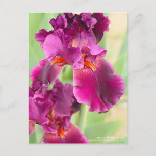 Iris ‘Gypsy Romance’:Postcard Postcard