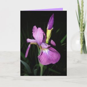 IRIS HOLIDAY CARD
