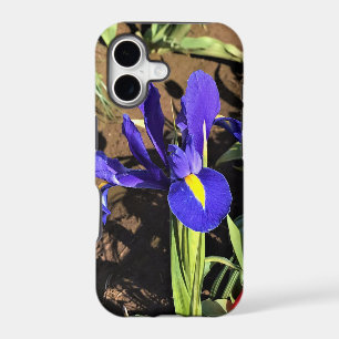 Iris in a Tulip Field, Woodburn, Oregon