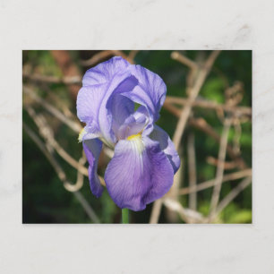Iris in Bloom Postcard