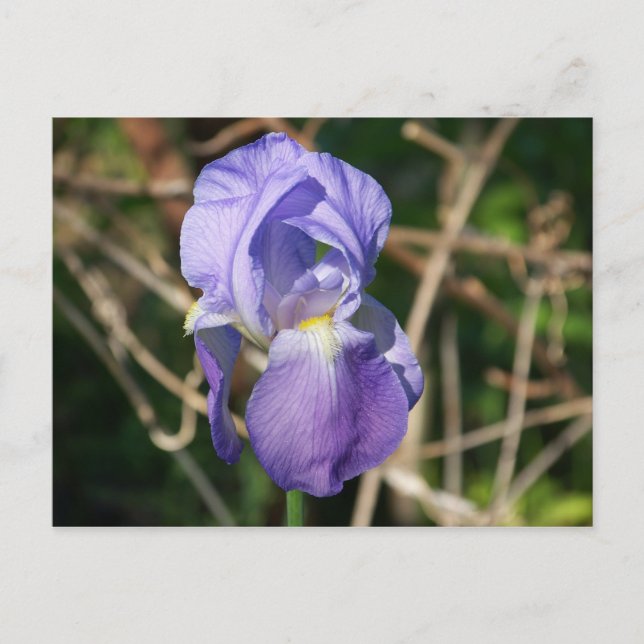 Iris in Bloom Postcard (Front)