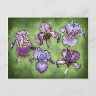 Iris in Purple Postcard
